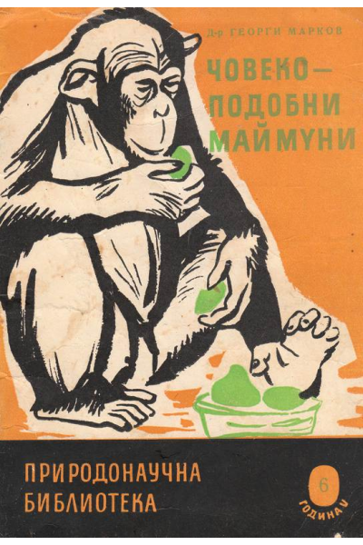 Човекоподобни маймуни